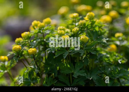 Globe-fleur jaune riche en forme de bol lors d'une journée de printemps ensoleillée. Globeflower jaune, Trollius x cultorum fleurs en gros plan avec un fond de flou Banque D'Images