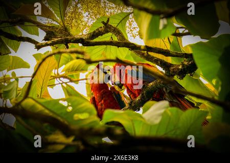 Photo de deux aras grattant la tête de l'autre au milieu de la forêt. Banque D'Images