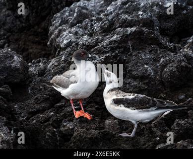 Île de Genovesa, îles Galapagos, 14 mai 2024. Les touristes reviennent sur l'île après la fermeture de la grippe aviaire : l'île a été fermée en octobre 2023 mais les oiseaux sont en bonne santé. Photo : un goéland à queue d'hirondelle adulte et juvénile (Creagrus furcatus) dans la falaise. Crédit : Sally Anderson/Alamy Live News Banque D'Images