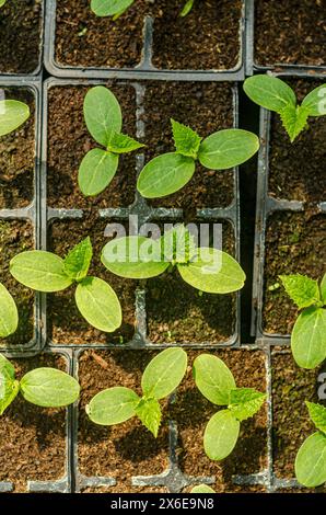 Jeunes pousses de concombres de jardin. Culture à partir de graines. Production alimentaire saine. Photo de haute qualité Banque D'Images