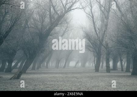 Une forêt brumeuse et froide. Paysage monochrome, arbres enveloppés de brouillard. Foyer sélectionné. Photo de haute qualité Banque D'Images