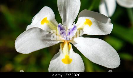 Dietes iridioides, également connu sous le nom d'iris africain, de muguet, et morea iris, Dietes Vegeta, Moraea iridioides, ou Moraea Vegeta Banque D'Images