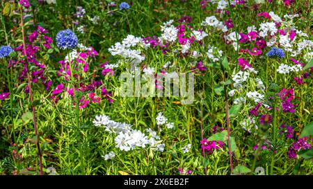 Fleurs sauvages roses, violettes et blanches, y compris diverses espèces de Clarkia et Gilia capitata, poussant sur une colline dans une superfloraison en Californie Banque D'Images