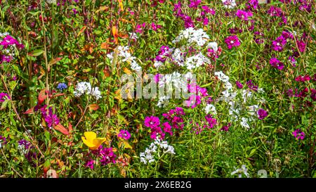 Rose, violet, fleurs sauvages blanches, espèces de Clarkia, Gilia capitata, coquelicots dorés de Californie, poussant sur une colline dans une superfloraison au printemps Banque D'Images