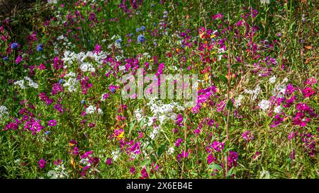 Fleurs sauvages roses et blanches, y compris diverses espèces de Clarkia, poussant sur une colline dans une superfloraison en Californie au printemps Banque D'Images