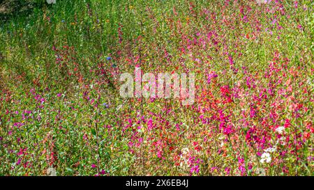 Fleurs sauvages roses et rouges, y compris diverses espèces de Clarkia, poussant sur une colline dans une superfloraison en Californie au printemps Banque D'Images