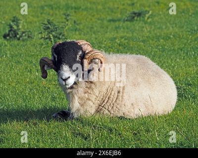 mouton au visage noir avec de grandes cornes bouclées et une épaisse polaire laineuse couchée sur l'herbe dans le pré Banque D'Images