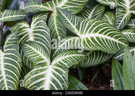 Caladium lindenii est une espèce de plante à fleurs de la famille des Araceae, nommée d'après le botaniste belge Jean Jules Linden. Banque D'Images