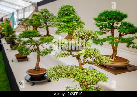 Bonsaï dans le Floral Marquee au RHS Malvern Spring Festival au Three Counties Showground, Malvern Banque D'Images