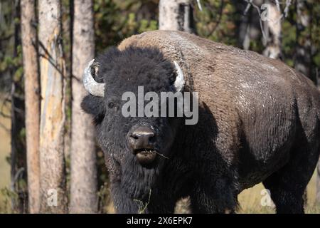 Gros plan du bison américain mangeant de l'herbe dans le parc national de Yellowstone en automne Banque D'Images