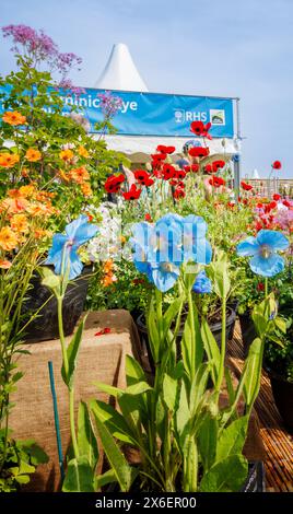 Blue Meconopsis Sheldonii (coquelicots bleus de l'Himalaya) au RHS Malvern Spring Festival au Three Counties Showground, Malvern Banque D'Images