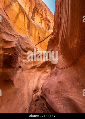 Dry Fork Narrows, Grand Staircase Escalante National Monument, Escalante Utah. Banque D'Images