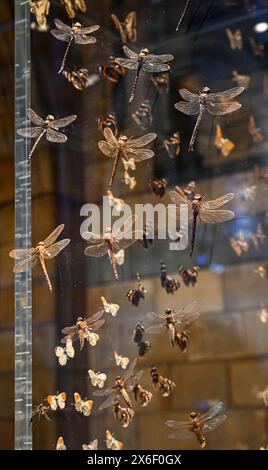 Installation Dragonfly, Natural History Museum, Londres, Angleterre, U. K Banque D'Images