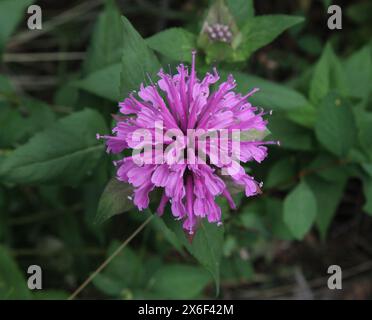 Bergamote sauvage (Monarda fistulosa) fleur sauvage violette dans les montagnes Little Belt, Montana Banque D'Images