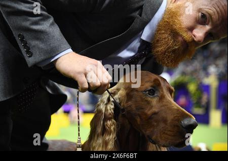 New York, États-Unis. 14 mai 2024. Un Setter irlandais nommé 'Boo' participe à une compétition de groupe sportif lors de la 148e exposition canine du Westminster Kennel Club au centre national de tennis USTA Billie Jean King à Flushing Meadows-Corona Park, Queens, New York, le 14 mai 2024. (Photo par Anthony Behar/Sipa USA) crédit : Sipa USA/Alamy Live News Banque D'Images