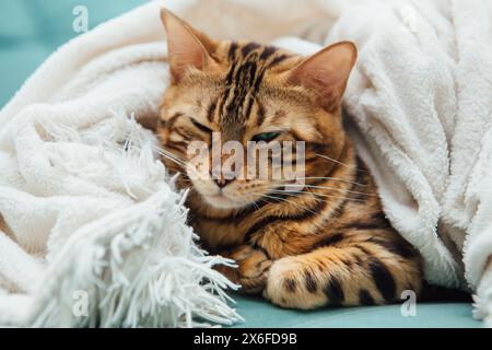Chat Kitty du Bengal couché sous la couverture blanche de la fureur à l'intérieur Banque D'Images
