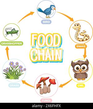 Décrit un cycle simple de la chaîne alimentaire Illustration de Vecteur
