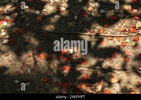 Feuilles sèches et pétales florales tombées sur le sol avec des rochers, la lumière du soleil, les racines texturées fond. Banque D'Images