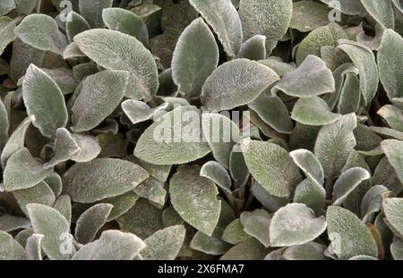 STACHYS BYZANTINA 'TAPIS ARGENTÉ' (COMMUNÉMENT APPELÉ OREILLES D'AGNEAU) Banque D'Images