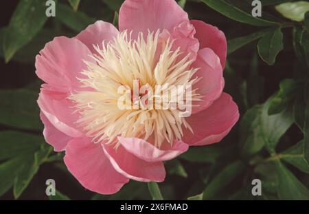 GROS PLAN D'UNE FLEUR DE PAEONIA LACTIFLORA 'BOWL OF BEAUTY'. Banque D'Images