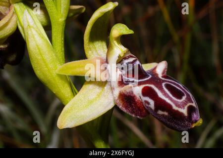 Fleur de l'orchidée d'abeille chypriote (Ophrys kotschyi) en vue latérale, dans un habitat naturel à Chypre Banque D'Images