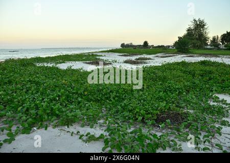 Pomoea pes-caprae, bayhops, laurier-houblon, gloire du matin, vigne de chemin de fer, pied de chèvre, plante de vigne rampante de plage tropicale. Banque D'Images