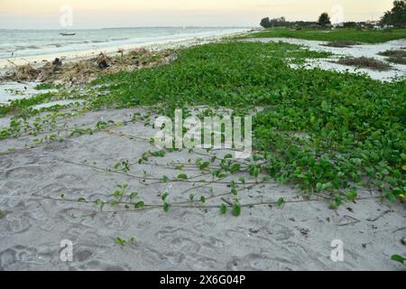 Pomoea pes-caprae, bayhops, laurier-houblon, gloire du matin, vigne de chemin de fer, pied de chèvre, plante de vigne rampante de plage tropicale. Banque D'Images