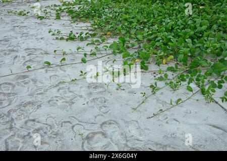 Pomoea pes-caprae, bayhops, laurier-houblon, gloire du matin, vigne de chemin de fer, pied de chèvre, plante de vigne rampante de plage tropicale. Banque D'Images