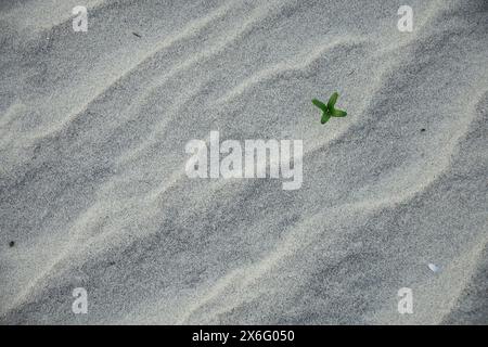 Pomoea pes-caprae isolé, bayhops, laurier-houblon, gloire matinale, vigne de chemin de fer, pied de chèvre, plante de vigne rampante de plage tropicale. Banque D'Images