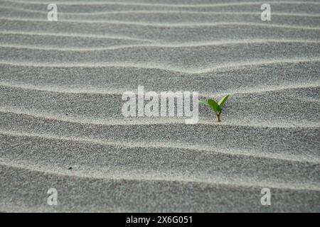 Pomoea pes-caprae isolé, bayhops, laurier-houblon, gloire matinale, vigne de chemin de fer, pied de chèvre, plante de vigne rampante de plage tropicale. Banque D'Images