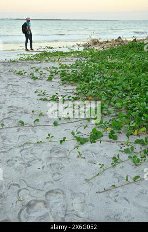 Pomoea pes-caprae, bayhops, laurier-houblon, gloire du matin, vigne de chemin de fer, pied de chèvre, plante de vigne rampante de plage tropicale. Banque D'Images