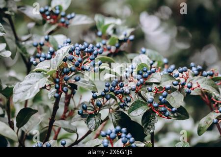 Viburnum tinus, le laurustinus, laurustine ou laurestine, espèce de plante à fleurs de la famille Adoxaceae, originaire de la région méditerranéenne de E Banque D'Images