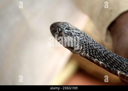 Cobra indien (Naja naja) entre les mains d'un charmeur de serpents : (pix Sanjiv Shukla) Banque D'Images