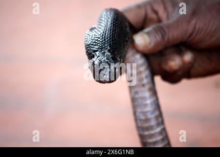 Cobra indien (Naja naja) entre les mains d'un charmeur de serpents : (pix Sanjiv Shukla) Banque D'Images