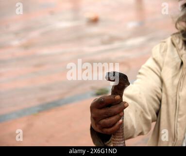 Cobra indien (Naja naja) entre les mains d'un charmeur de serpents : (pix Sanjiv Shukla) Banque D'Images