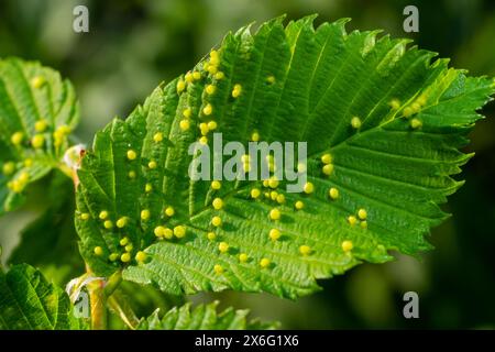 Feuilles avec acarien biliaire Eriophyes tiliae. Photographie rapprochée d'une feuille atteinte de Galles d'Eriophyes tiliae. Photo de haute qualité Banque D'Images