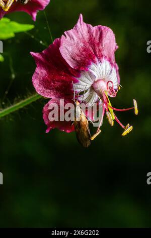 Empis tesselata Dance Fly sur une plante. Banque D'Images