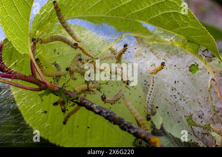 Groupe de larves d'ermine d'oiseau-cerisier Yponomeuta evonymella pupate dans une toile commune étroitement emballée, blanche sur un tronc d'arbre et des branches parmi les leaves vertes Banque D'Images