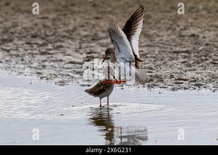 Paire de Redshanks-Tringa totanus afficher l'agressivité. Banque D'Images