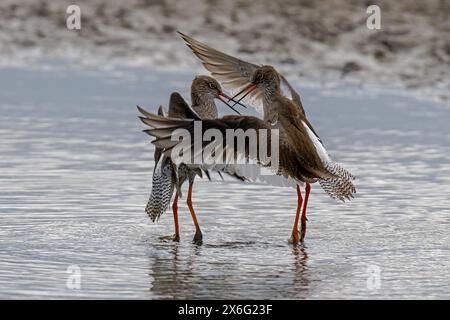 Paire de Redshanks-Tringa totanus afficher l'agressivité. Banque D'Images