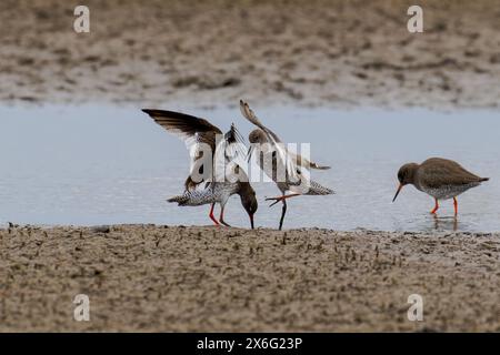 Paire de Redshanks-Tringa totanus afficher l'agressivité. Banque D'Images