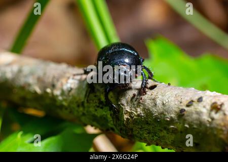 Coléoptères bousiers, Anoplotrupes stercorosus. Banque D'Images