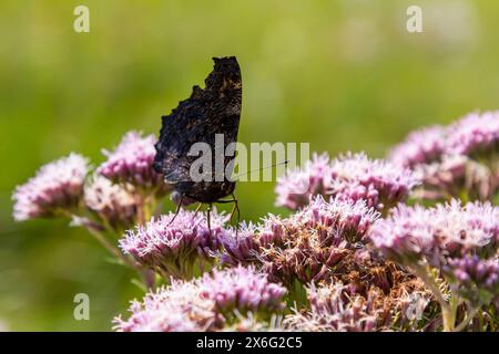 Papillon aglais io avec de grandes taches sur les ailes se trouve sur une prairie de bleuet. Banque D'Images