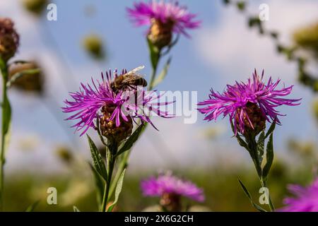 Une abeille volante recueille le pollen sur une fleur. Banque D'Images