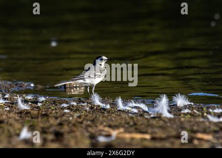 Motacilla alba - la queue blanche, est une petite espèce d'oiseau de passereau de la famille des Motacillidae. Banque D'Images