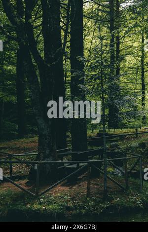 Belle vue dans une forêt de hêtres sombre au printemps avec une petite clôture autour d'un petit lac. Paysage Moody avec la lumière du soleil culminant à travers les branches. Banque D'Images