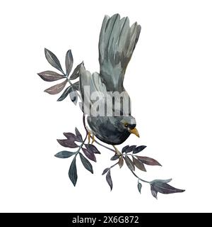 Oiseau noir sur une branche feuilles. L'illustration est dessinée à la main à l'aquarelle et isolée sur blanc Banque D'Images