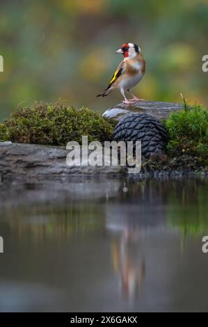 Un goldfinch se tenait derrière un bassin de réflexion à Dean Masons «Windows on Wildlife» près de Ferndown, Dorset, Angleterre, Royaume-Uni Banque D'Images