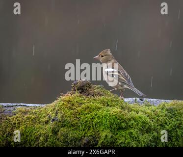 Un chapelet se tenait sur une bûche couverte de mousse chez Dean Masons « Windows on Wildlife » près de Ferndown, Dorset, Angleterre, Royaume-Uni Banque D'Images