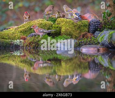 Une variété d'oiseaux de jardin se tenait derrière un bassin de réflexion à Dean Masons «Windows on Wildlife» près de Ferndown, Dorset, Angleterre, Royaume-Uni Banque D'Images